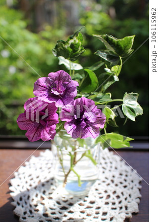 空瓶に八重咲ペチュニアを生ける 空瓶に八重咲ペチュニアを生ける 106115962
