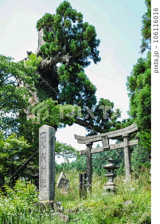 蓼科神社(里宮)境内入口 蓼科神社(里宮)境内入口 106116016