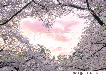 桃色に染まる弘前城の桜とハート型の空 106116062