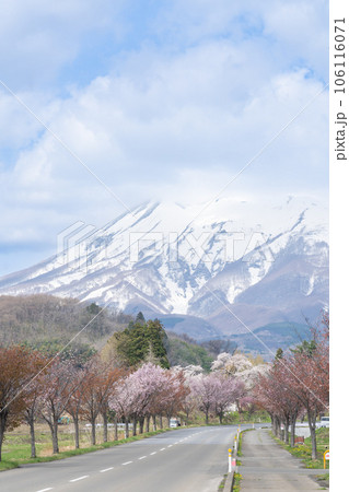 桜並木と岩木山のある青森絶景 桜並木と岩木山のある青森絶景 106116071