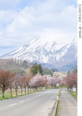 桜並木と岩木山のある青森絶景 桜並木と岩木山のある青森絶景 106116072