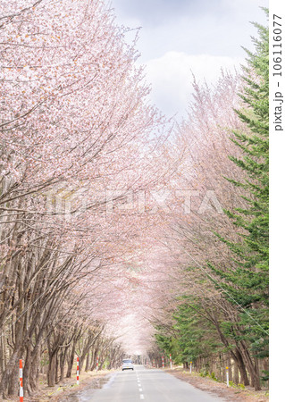 世界一の桜並木と岩木山のある青森絶景 106116077