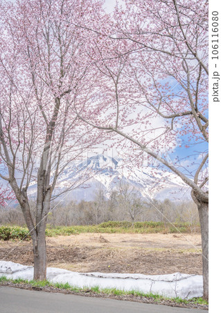 世界一の桜並木と岩木山のある青森絶景 世界一の桜並木と岩木山のある青森絶景 106116080