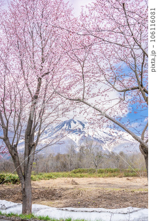 世界一の桜並木と岩木山のある青森絶景 106116081