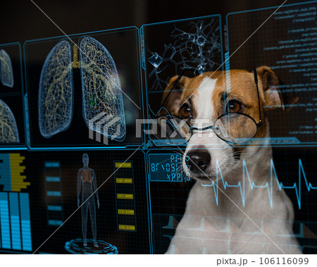 Jack Russell Terrier dog looks at a virtual screen with a medical examination of the respiratory system. HUD menu. Jack Russell Terrier dog looks at a virtual screen with a medical examination of the respiratory system. HUD menu. 106116099
