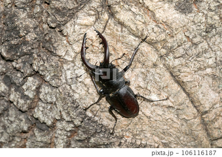 ノコギリクワガタ ノコギリクワガタ 106116187