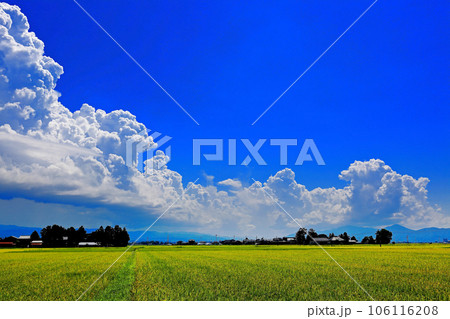 庄内平野田園と積乱雲 106116208