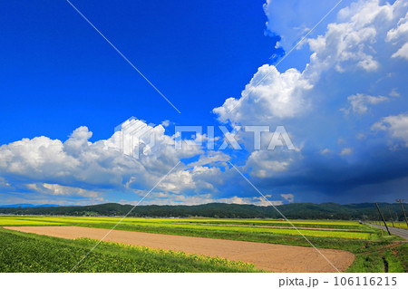 庄内平野田園と積乱雲 106116215