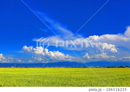 庄内平野田園と積乱雲 106116235