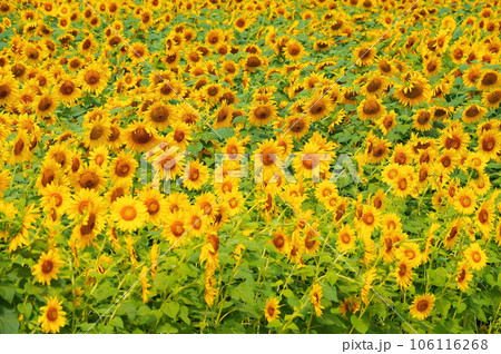 真夏に咲き誇るひまわりの花 真夏に咲き誇るひまわりの花 106116268