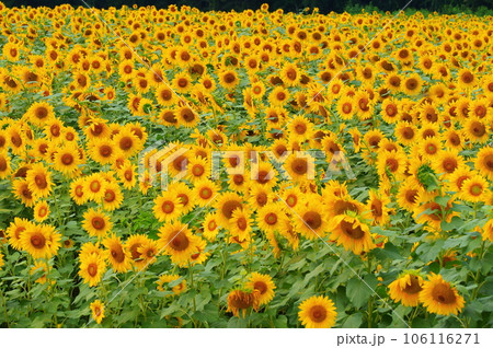 真夏に咲き誇るひまわりの花 真夏に咲き誇るひまわりの花 106116271