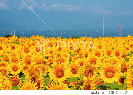 真夏に咲き誇るひまわりの花 106116320