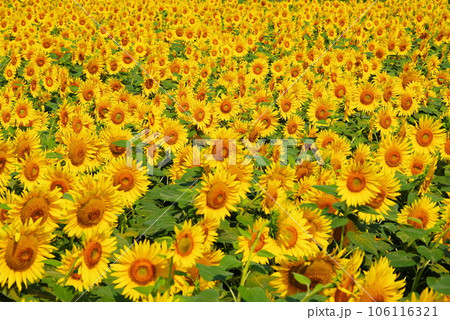 真夏に咲き誇るひまわりの花 真夏に咲き誇るひまわりの花 106116321