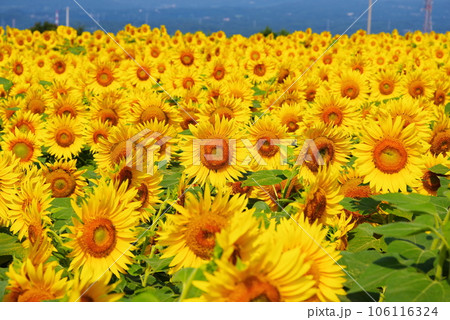 真夏に咲き誇るひまわりの花 真夏に咲き誇るひまわりの花 106116324
