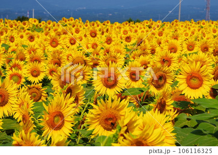 真夏に咲き誇るひまわりの花 106116325