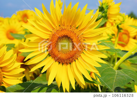 真夏に咲き誇るひまわりの花 106116328
