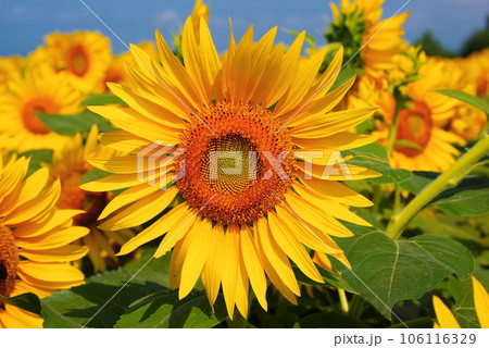 真夏に咲き誇るひまわりの花 106116329