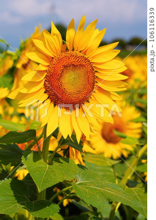 真夏に咲き誇るひまわりの花 真夏に咲き誇るひまわりの花 106116339