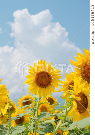 真夏に咲き誇るひまわりの花 106116415