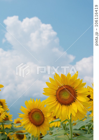 真夏に咲き誇るひまわりの花 真夏に咲き誇るひまわりの花 106116419