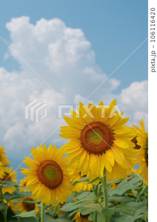 真夏に咲き誇るひまわりの花 真夏に咲き誇るひまわりの花 106116420