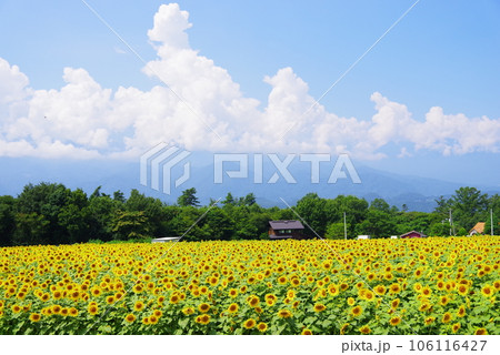 真夏に咲き誇るひまわりの花 106116427