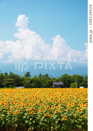 真夏に咲き誇るひまわりの花 真夏に咲き誇るひまわりの花 106116428