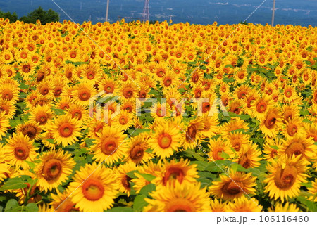 真夏に咲き誇るひまわりの花 真夏に咲き誇るひまわりの花 106116460