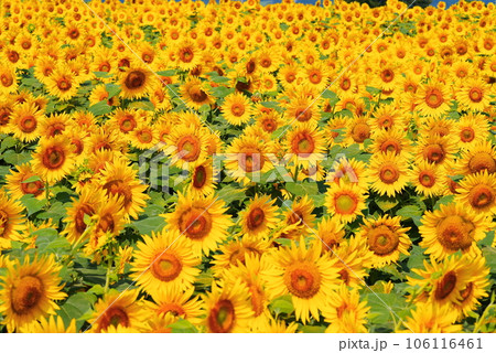 真夏に咲き誇るひまわりの花 真夏に咲き誇るひまわりの花 106116461
