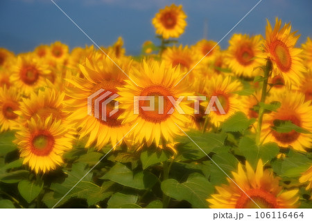 真夏に咲き誇るひまわりの花 真夏に咲き誇るひまわりの花 106116464