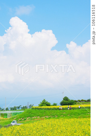真夏に咲き誇るひまわりの花 106116518