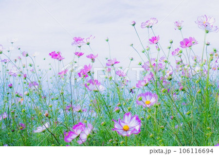 コスモスの花畑のイラストのような淡い風景 106116694
