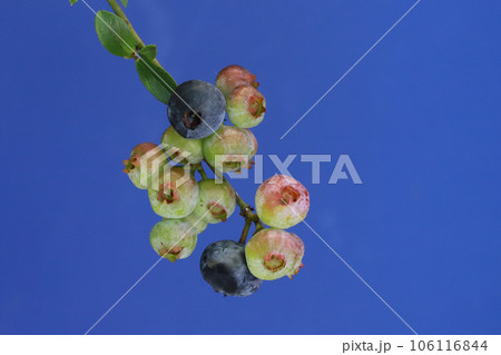 ブルーベリーの実 106116844
