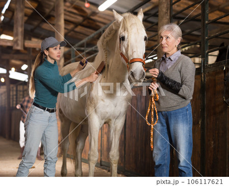Women grooming horse in stable 106117621