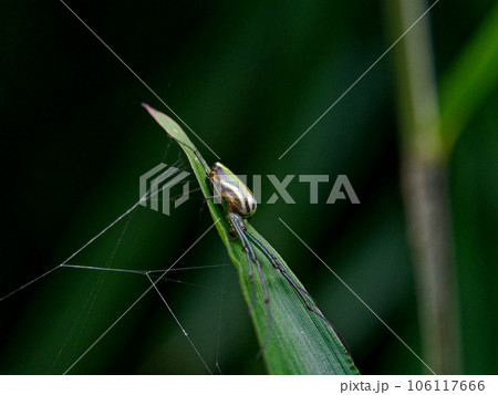 獲物を待つアシナガグモ科オオシロカネグモ 106117666