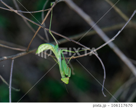 カマキリ科ハラビロカマキリの狩 カマキリ科ハラビロカマキリの狩 106117670