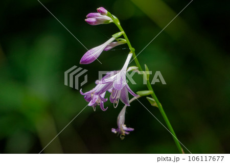 キジカクシ科コバギボウシの花の写真素材 [106117677] - PIXTA