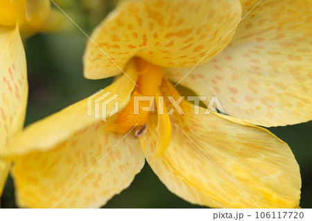 黄色にオレンジ色の斑紋が入るハナカンナの花アップ（マクロレンズ使用・屋外自然光・接写写真） 106117720