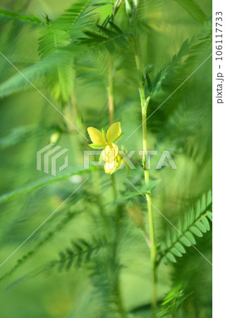 カワラケツメイ(河原決明)の花 カワラケツメイ(河原決明)の花 106117733