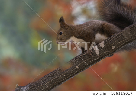 木の枝でたたずむエゾリス 106118017