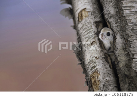 巣穴から顔を出すエゾモモンガ 106118278