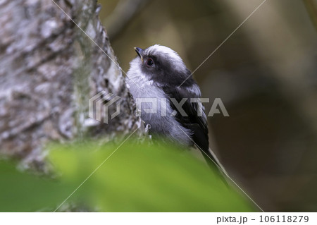 巣立ち直後のシマエナガの幼鳥 106118279