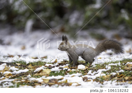 森でたたずむエゾリス 106118282