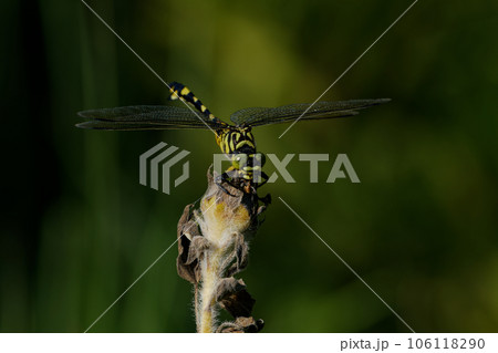 枝に止まるトンボ　サナエトンボ科ウチワヤンマ♀ 106118290