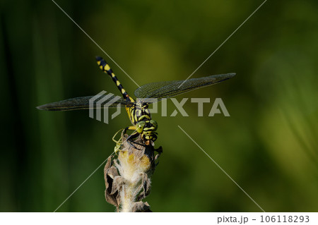 枝に止まるトンボ　サナエトンボ科ウチワヤンマ♀ 106118293