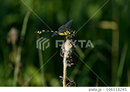 枝に止まるトンボ　サナエトンボ科ウチワヤンマ♀ 106118295