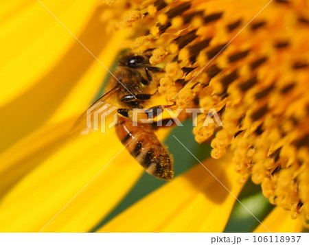満開のヒマワリの花粉を集めるミツバチと花粉団子 106118937