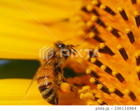 満開のヒマワリの花粉を集めるミツバチと花粉団子 106118964