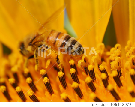 満開のヒマワリの花粉を集めるミツバチと花粉団子 106118972