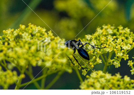 オミナエシ訪花昆虫　アナバチ科クロアナバチ♀ 106119152